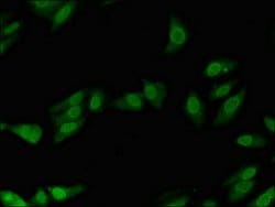 Invitrogen POLL Polyclonal Antibody 100 &mu;g; Unconjugated:Antibodies,