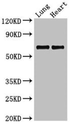 Invitrogen POLL Polyclonal Antibody 100 &mu;g; Unconjugated:Antibodies,