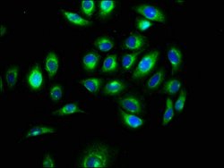 Invitrogen EGFL5 Polyclonal Antibody 100 &mu;g; Unconjugated:Antibodies,