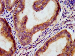 Invitrogen EGFL5 Polyclonal Antibody 100 &mu;g; Unconjugated:Antibodies,