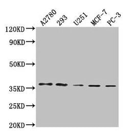 Invitrogen PDCL3 Polyclonal Antibody 100 &mu;L | Buy Online | Invitrogen&trade; | Fisher Scientific