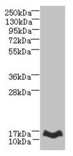 Invitrogen MTHFD2L Polyclonal Antibody 100 &mu;g; Unconjugated:Antibodies,