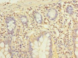 Invitrogen ELTD1 Polyclonal Antibody 100 &mu;g; Unconjugated:Antibodies,