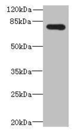 Invitrogen ELTD1 Polyclonal Antibody 100 &mu;g; Unconjugated:Antibodies,