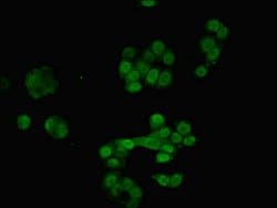 Invitrogen RAVER2 Polyclonal Antibody 100 &mu;g; Unconjugated:Antibodies,