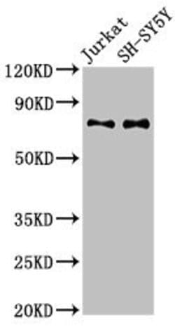 Invitrogen RAVER2 Polyclonal Antibody 100 &mu;g; Unconjugated:Antibodies,