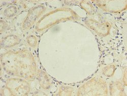 Invitrogen ZDHHC4 Polyclonal Antibody 100 &mu;g; Unconjugated:Antibodies,