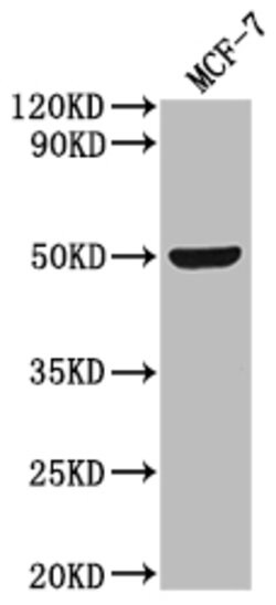 Invitrogen SLC52A3 Polyclonal Antibody 100 &mu;g; Unconjugated:Antibodies,