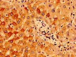Invitrogen IFT46 Polyclonal Antibody 100 μg; Unconjugated:Antibodies,