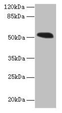 Invitrogen SMCR7L Polyclonal Antibody 100 &mu;g; Unconjugated:Antibodies,
