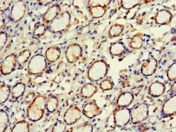 Invitrogen EXD2 Polyclonal Antibody 100 &mu;g | Buy Online | Invitrogen&trade; | Fisher Scientific