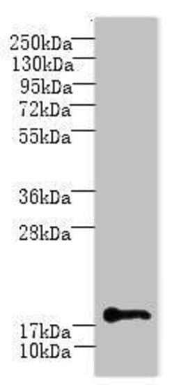 Invitrogen C1orf123 Polyclonal Antibody 100 &mu;g; Unconjugated:Antibodies,