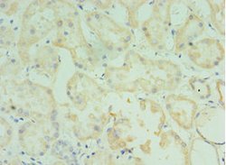 Invitrogen TMOD3 Polyclonal Antibody 100 &mu;L; Unconjugated:Antibodies,