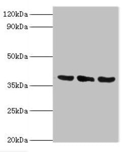 Invitrogen TMOD3 Polyclonal Antibody 100 &mu;L; Unconjugated:Antibodies,