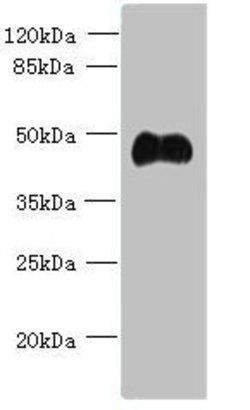 Invitrogen ABI3 Polyclonal Antibody 100 μg; Unconjugated:Antibodies,