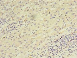 Invitrogen UTP23 Polyclonal Antibody 100 μg; Unconjugated:Antibodies,