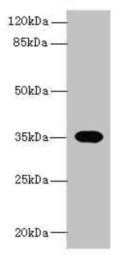 Invitrogen OR2H1 Polyclonal Antibody 100 &mu;g | Buy Online | Invitrogen&trade; | Fisher Scientific