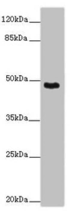 Invitrogen SMOC1 Polyclonal Antibody 100 &mu;g; Unconjugated:Antibodies,