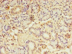 Invitrogen C2orf43 Polyclonal Antibody 100 &mu;g; Unconjugated:Antibodies,