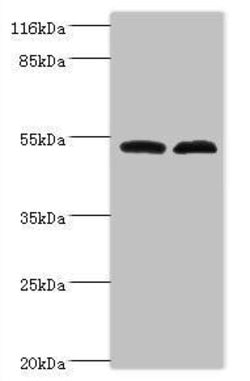 Invitrogen F1142 Polyclonal Antibody 100 &mu;g; Unconjugated:Antibodies,