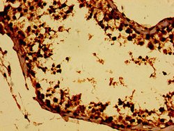 Invitrogen BTG4 Polyclonal Antibody 100 &mu;g; Unconjugated:Antibodies,