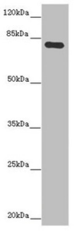 Invitrogen MOCS1 Polyclonal Antibody 100 &mu;L; Unconjugated:Antibodies,