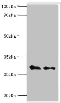Invitrogen COPS7A Polyclonal Antibody 100 &mu;L; Unconjugated:Antibodies,