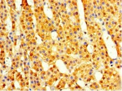 Invitrogen COPS7A Polyclonal Antibody 100 μg; Unconjugated:Antibodies,