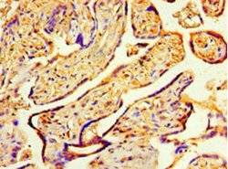 Invitrogen COPS7A Polyclonal Antibody 100 μg; Unconjugated:Antibodies,