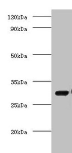 Invitrogen COPS7A Polyclonal Antibody 100 μg; Unconjugated:Antibodies,