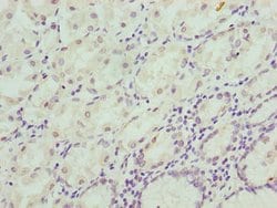 Invitrogen CIPC Polyclonal Antibody 100 &mu;g; Unconjugated:Antibodies,