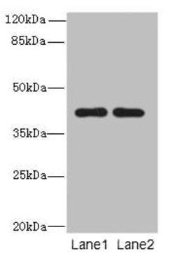 Invitrogen CIPC Polyclonal Antibody 100 &mu;g; Unconjugated:Antibodies,