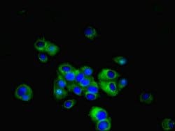 Invitrogen LRRN3 Polyclonal Antibody 100 &mu;g; Unconjugated:Antibodies,