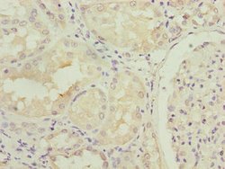 Invitrogen LRRN3 Polyclonal Antibody 100 &mu;g; Unconjugated:Antibodies,