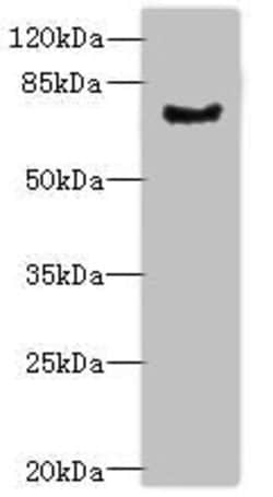 Invitrogen LRRN3 Polyclonal Antibody 100 &mu;g; Unconjugated:Antibodies,