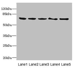 Invitrogen PLK3 Polyclonal Antibody 100 &mu;L; Unconjugated:Antibodies,
