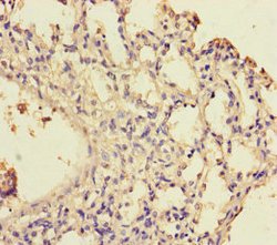 Invitrogen WDR54 Polyclonal Antibody 100 &mu;g; Unconjugated:Antibodies,