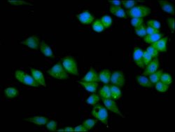 Invitrogen PRSS16 Polyclonal Antibody 100 &mu;g; Unconjugated:Antibodies,