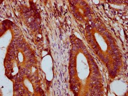 Invitrogen PRSS16 Polyclonal Antibody 100 &mu;g; Unconjugated:Antibodies,