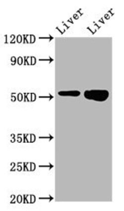 Invitrogen PRSS16 Polyclonal Antibody 100 &mu;g; Unconjugated:Antibodies,