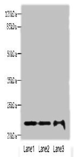 Invitrogen MRPS18A Polyclonal Antibody 100 &mu;g; Unconjugated:Antibodies,
