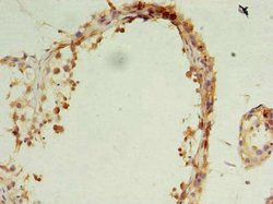 Invitrogen OCIAD1 Polyclonal Antibody 100 &mu;g; Unconjugated:Antibodies,