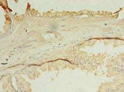 Invitrogen OCIAD1 Polyclonal Antibody 100 &mu;g; Unconjugated:Antibodies,