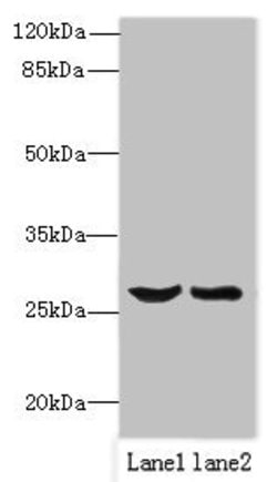 Invitrogen OCIAD1 Polyclonal Antibody 100 &mu;g; Unconjugated:Antibodies,