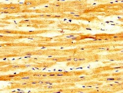 Invitrogen FASTKD2 Polyclonal Antibody 100 &mu;g; Unconjugated:Antibodies,