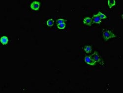 FLRT3 Polyclonal Antibody, Invitrogen 100 &mu;g; Unconjugated:Antibodies,