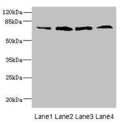 FLRT3 Polyclonal Antibody, Invitrogen 100 &mu;g; Unconjugated:Antibodies,