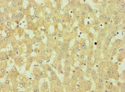 Invitrogen DKK4 Polyclonal Antibody 100 μL; Unconjugated:Antibodies,
