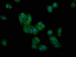 Invitrogen DMGDH Polyclonal Antibody 100 &mu;g; Unconjugated:Antibodies,