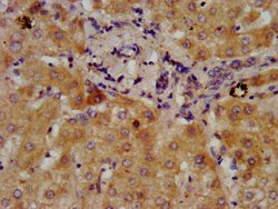 Invitrogen DMGDH Polyclonal Antibody 100 &mu;g; Unconjugated:Antibodies,